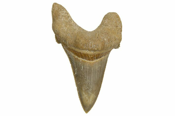 Serrated Sokolovi (Auriculatus) Shark Tooth - Dakhla, Morocco #321866
